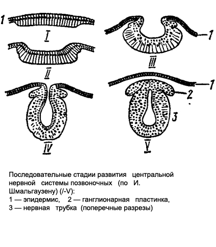 Схема развития нервной системы