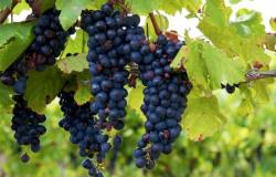 Как приготовить вино из винограда Изабелла своими руками
